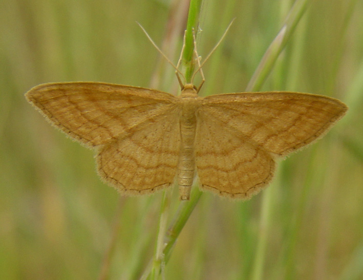 Idaea ochrata